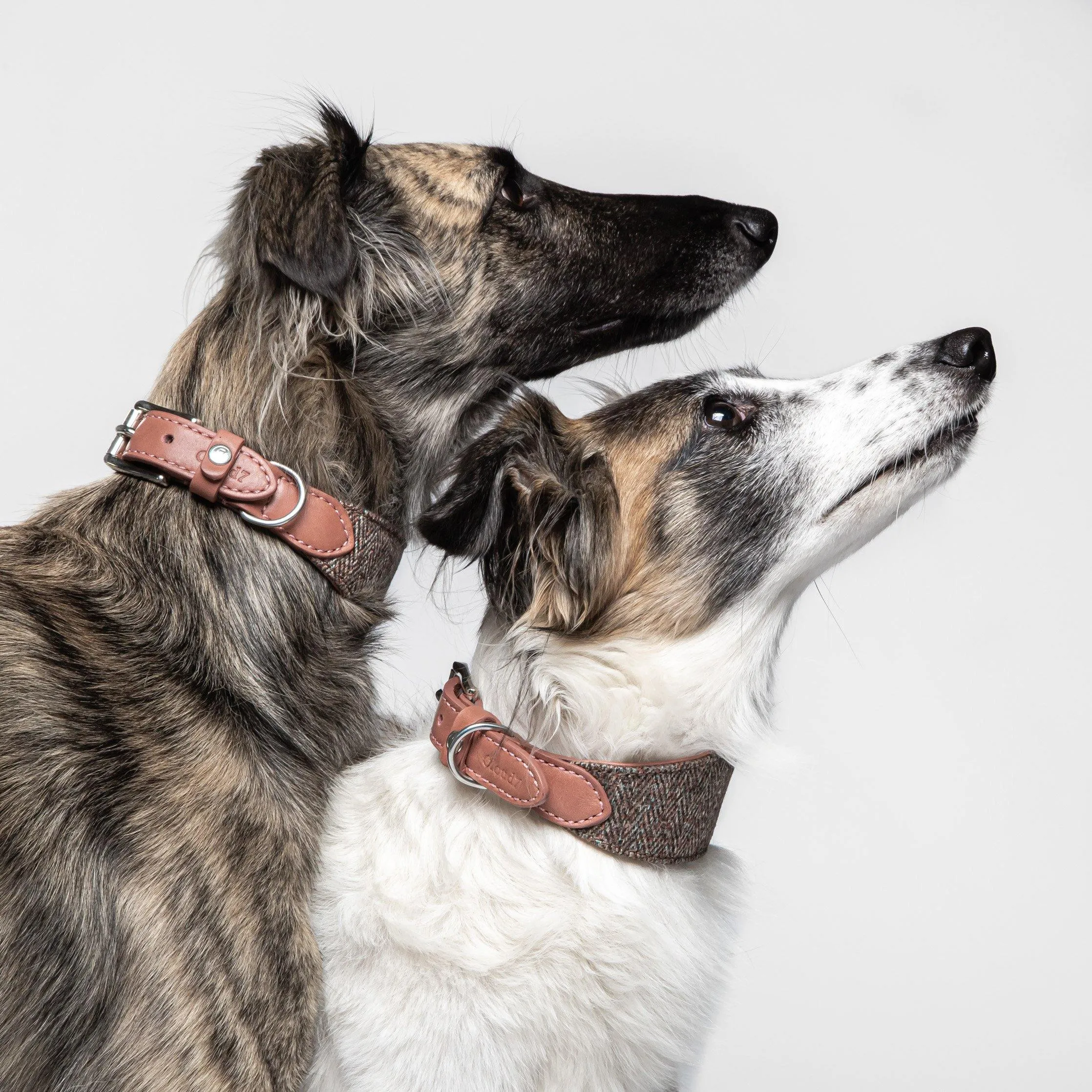 Dog Collar Boboli Rosé