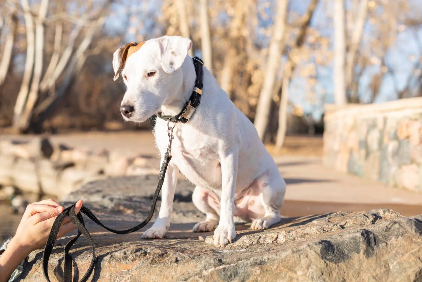 Euro Dog Quick Release Leather Collars