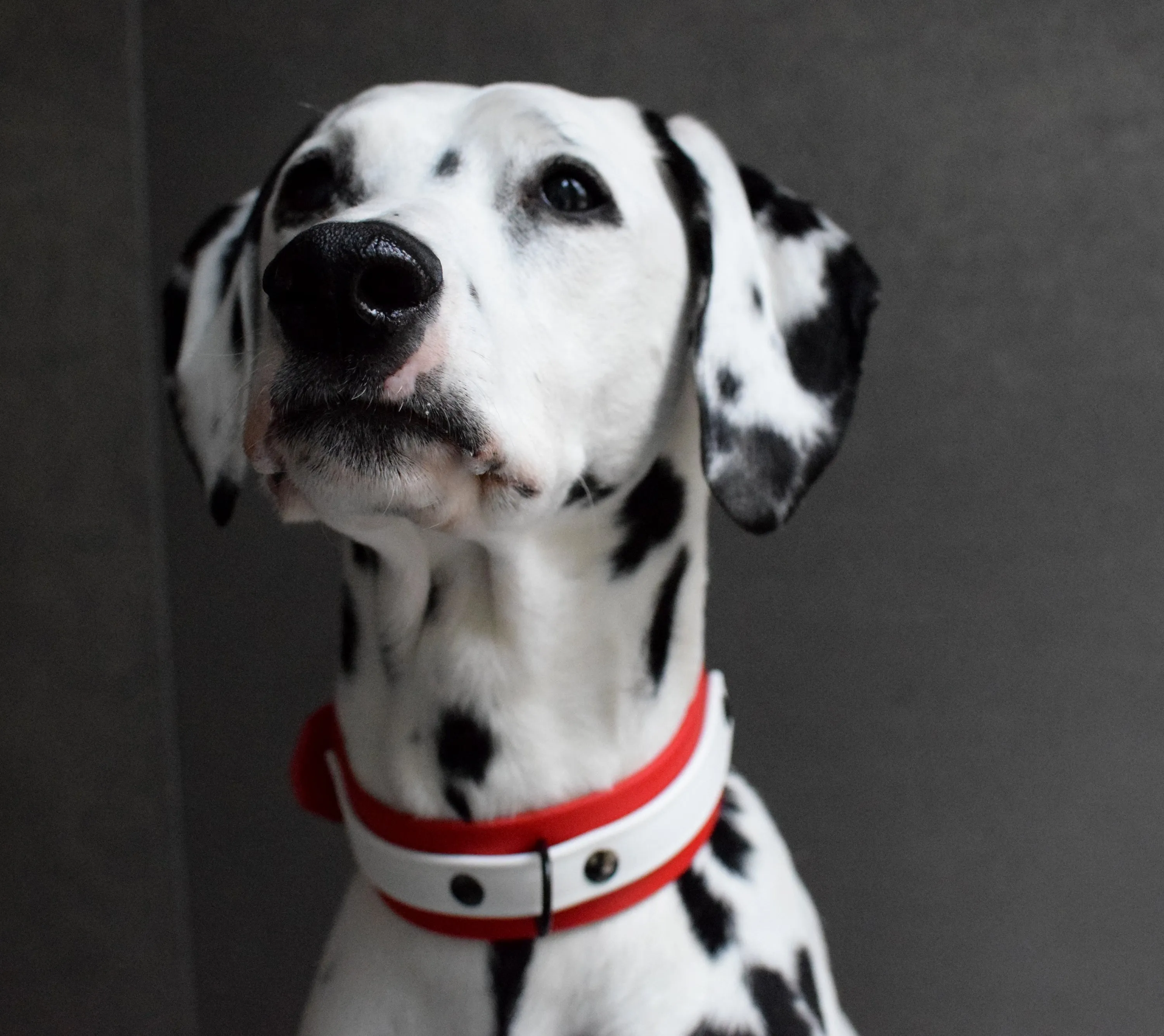 LUCI COLLECTION - Red & White Biothane Dog Collar