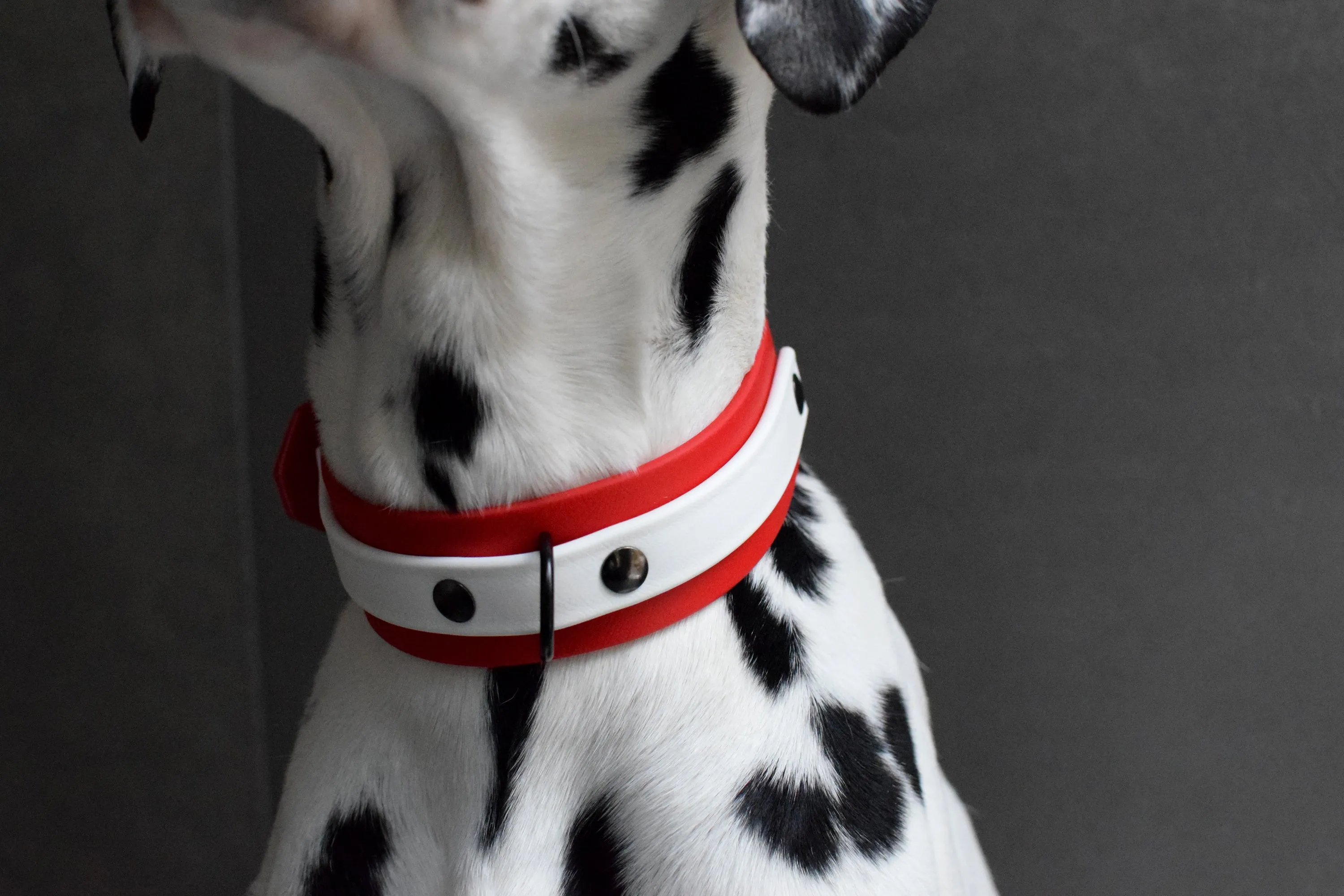 LUCI COLLECTION - Red & White Biothane Dog Collar